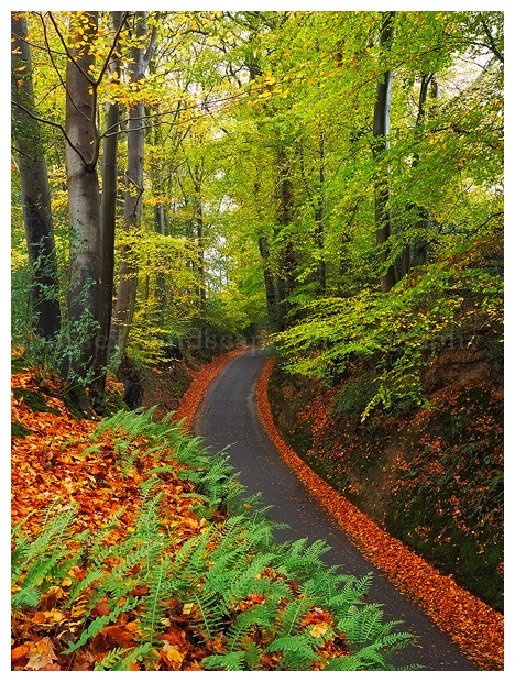 slides/Fitteworth Lane.jpg bedham,fittleworth,west sussex,autumn,road,colour,beech trees,fall foliage Fitteworth Lane